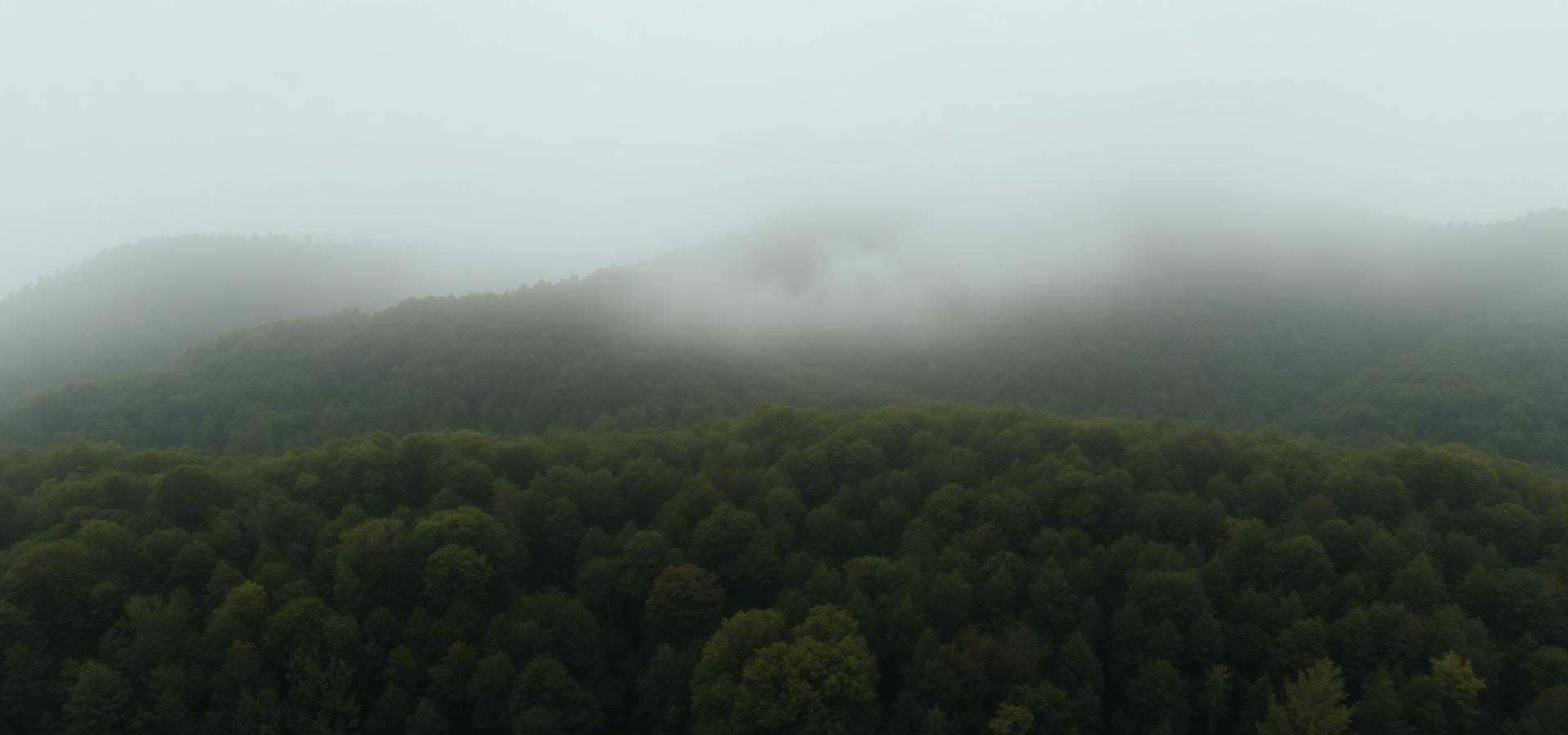 Aerial view of a misty green forest